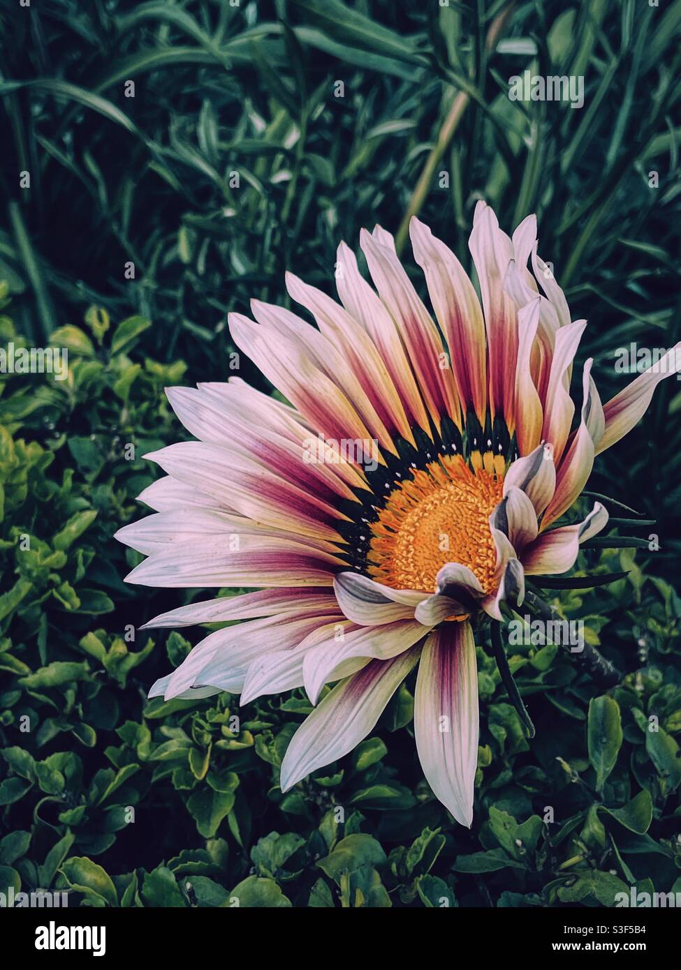 Die Schönheit der Natur, die wir manchmal beiseite legen! Stockfoto