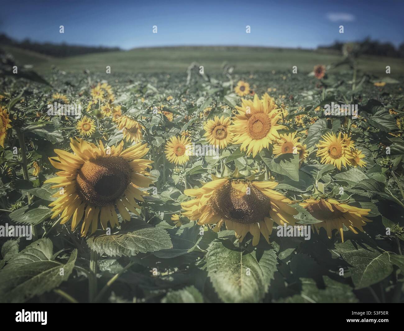 Feld von Sonnenblumen Stockfoto