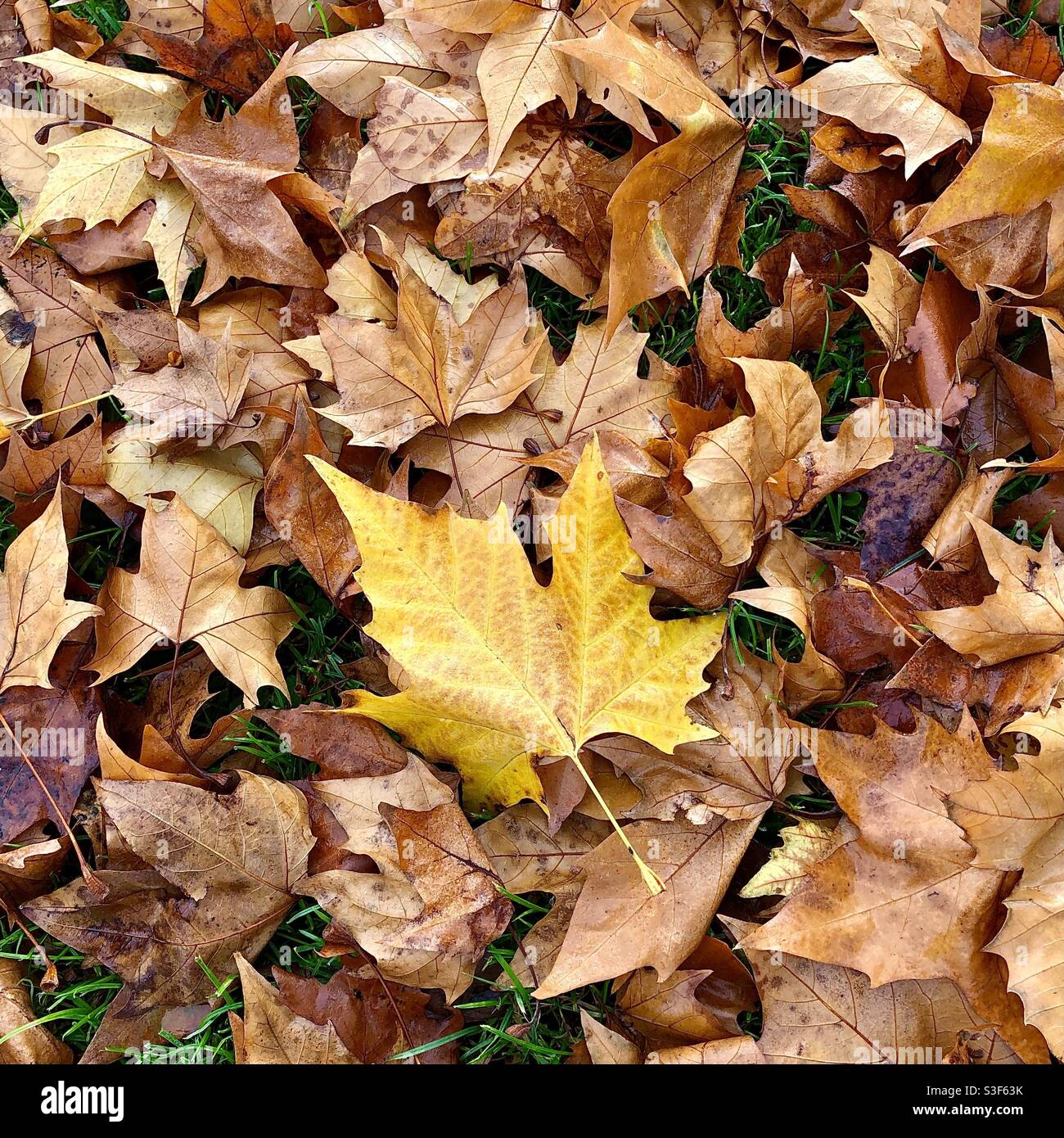 Herbstblätter vom Platanenbaum. Stockfoto