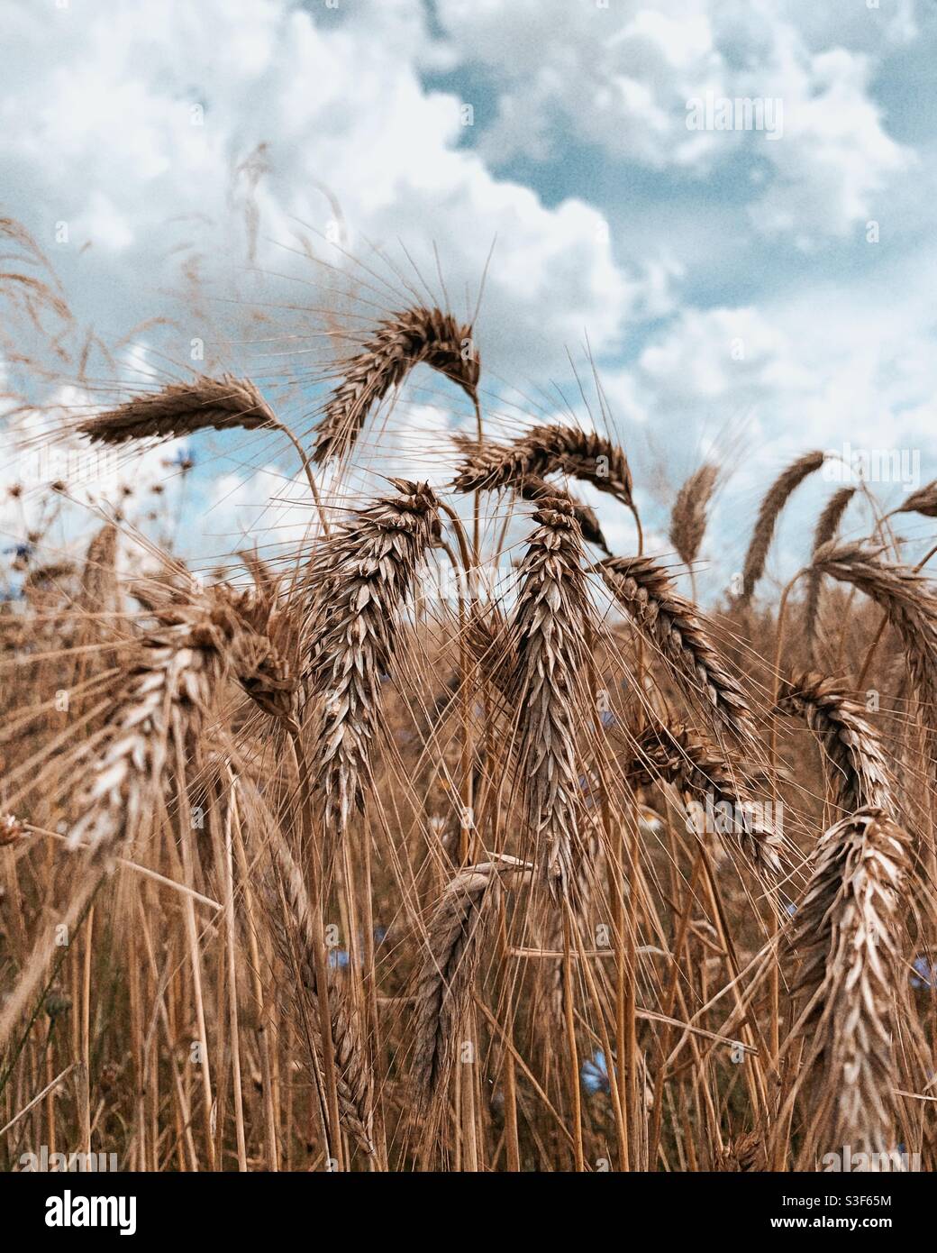 Countrside Felder Natur Stockfoto