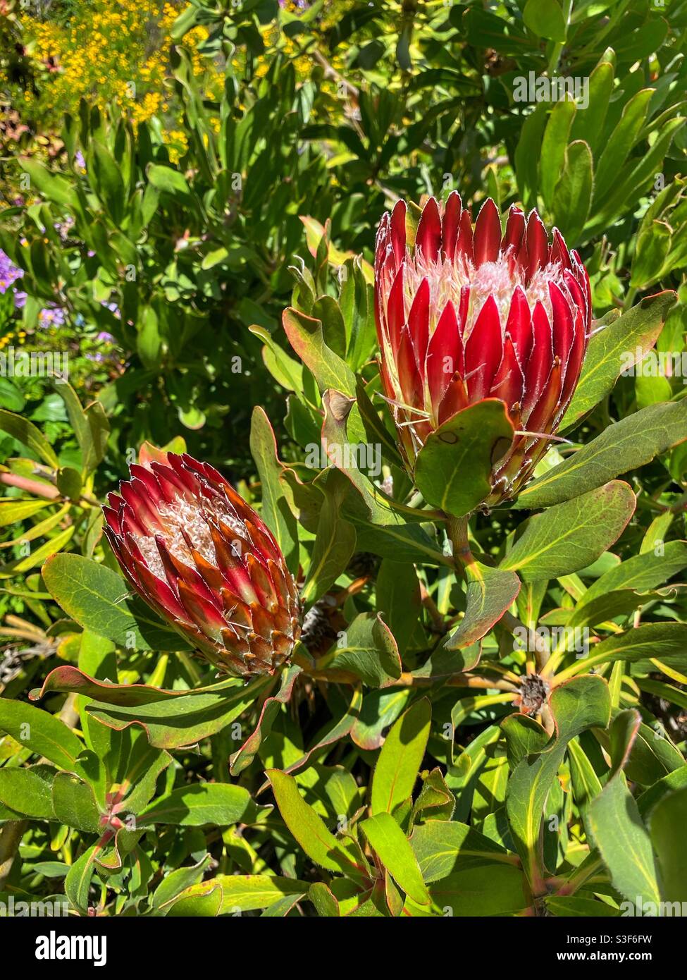 Kühle rote Blumen wachsen auf einer Pflanze im Park In der Innenstadt von San Francisco Stockfoto