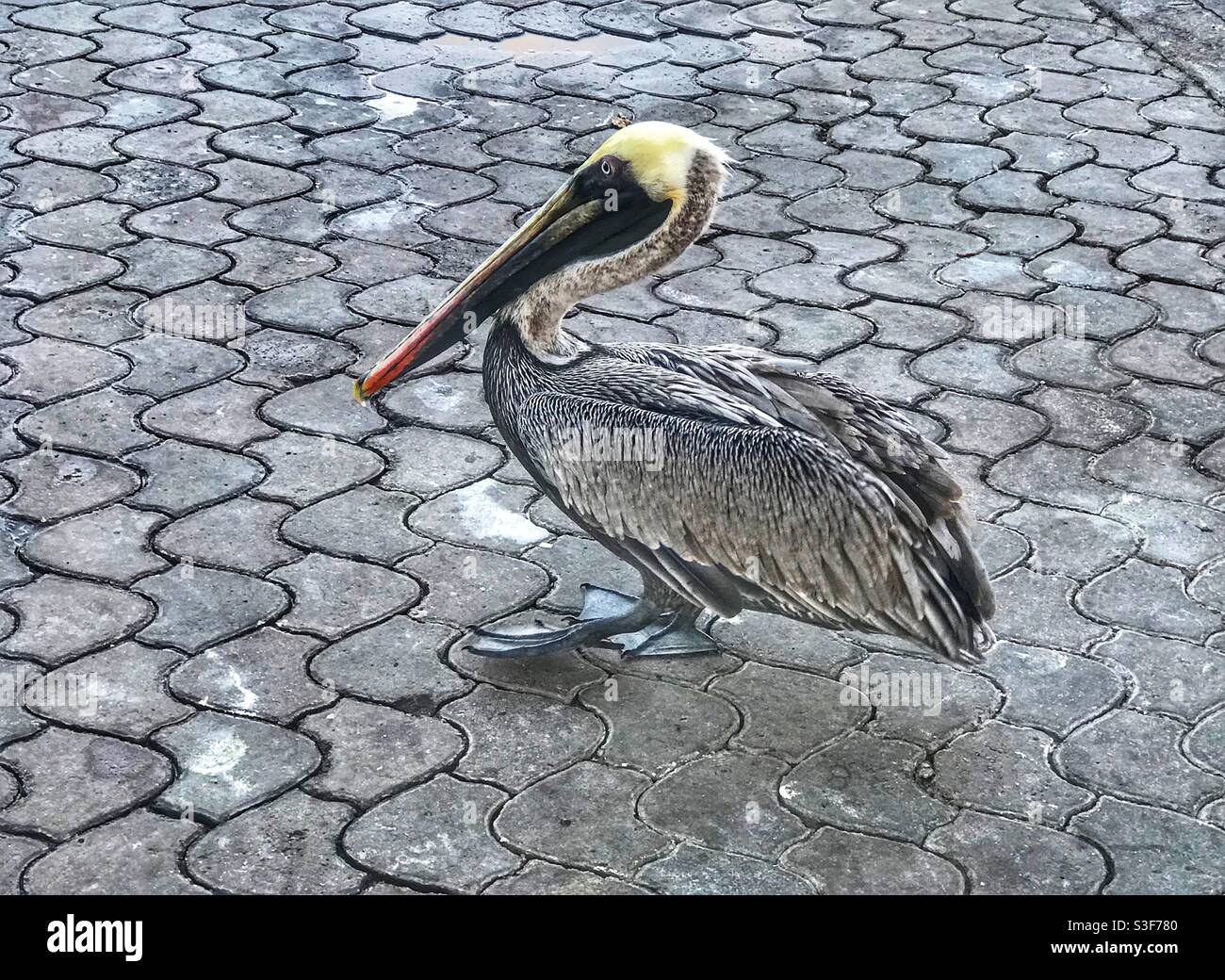 Braunpinguin (Pelecanus occidentalis) auf dem Fischmarkt in Puerto Ayora, Galápagos-Inseln, Ecuador - Smartphone-aufgenommenes Stockfoto