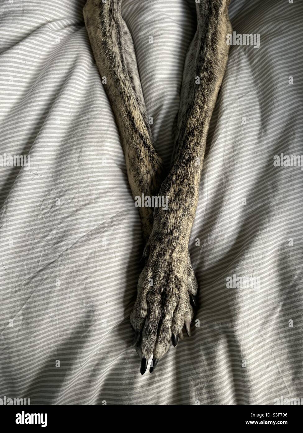 Greyhound dehnen Stockfoto