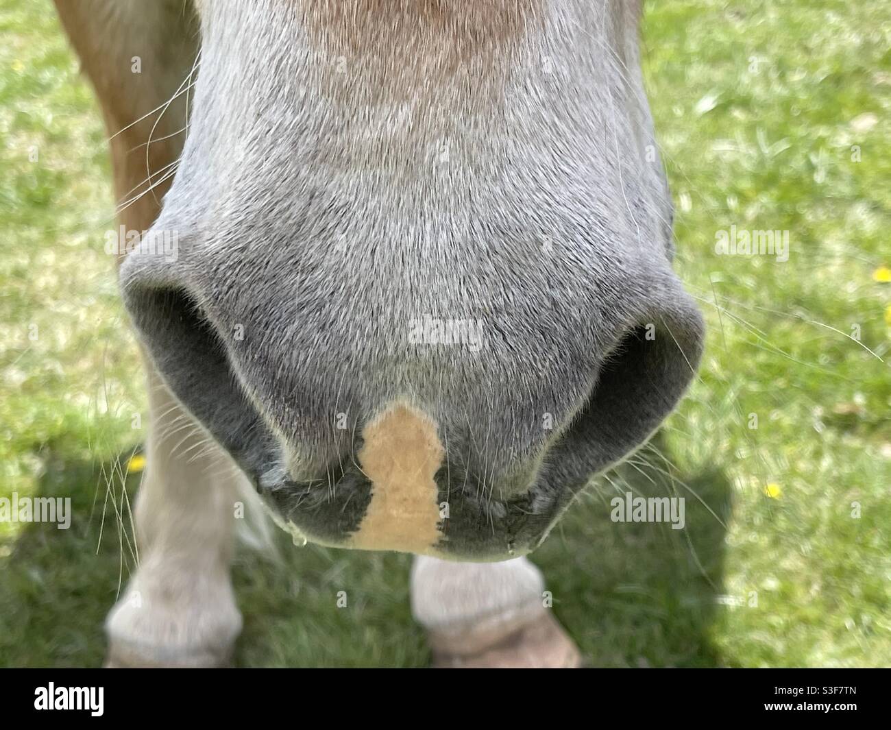 Nasenlöcher auf Pferden, Nahaufnahme Stockfoto