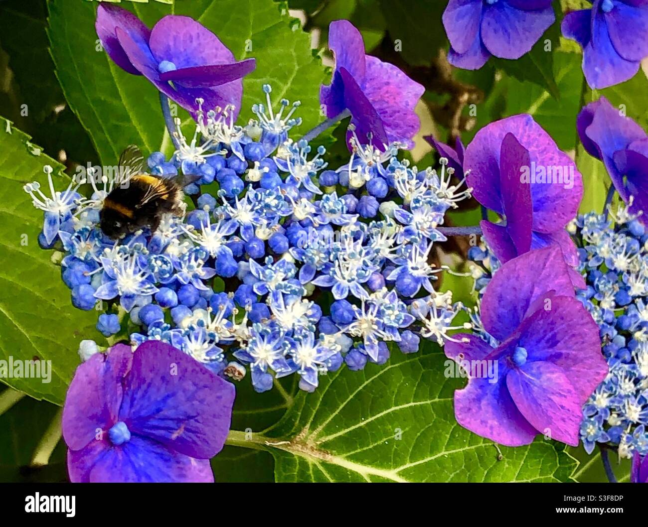 Bumble Bee auf Hydrangea Stockfoto