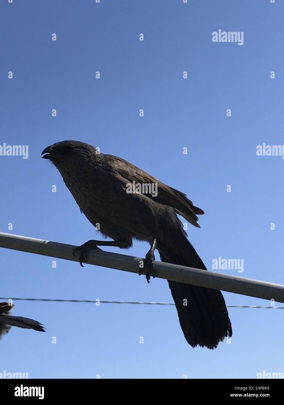 Apostlebird Stockfoto