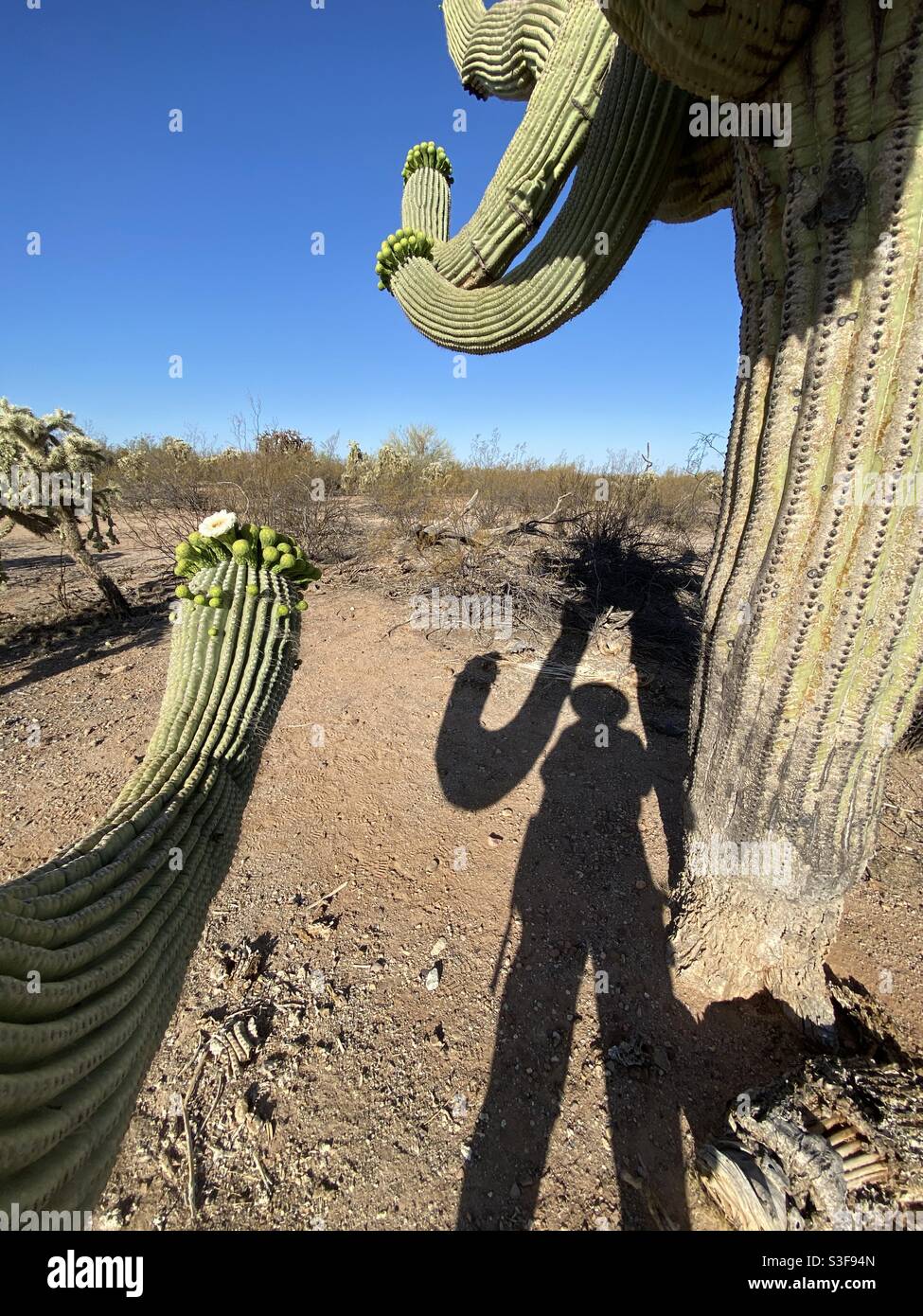 Schattenspiel des schwingenden Arms eines riesigen saguaro-Kaktus und einer Person, die darunter steht. Stockfoto