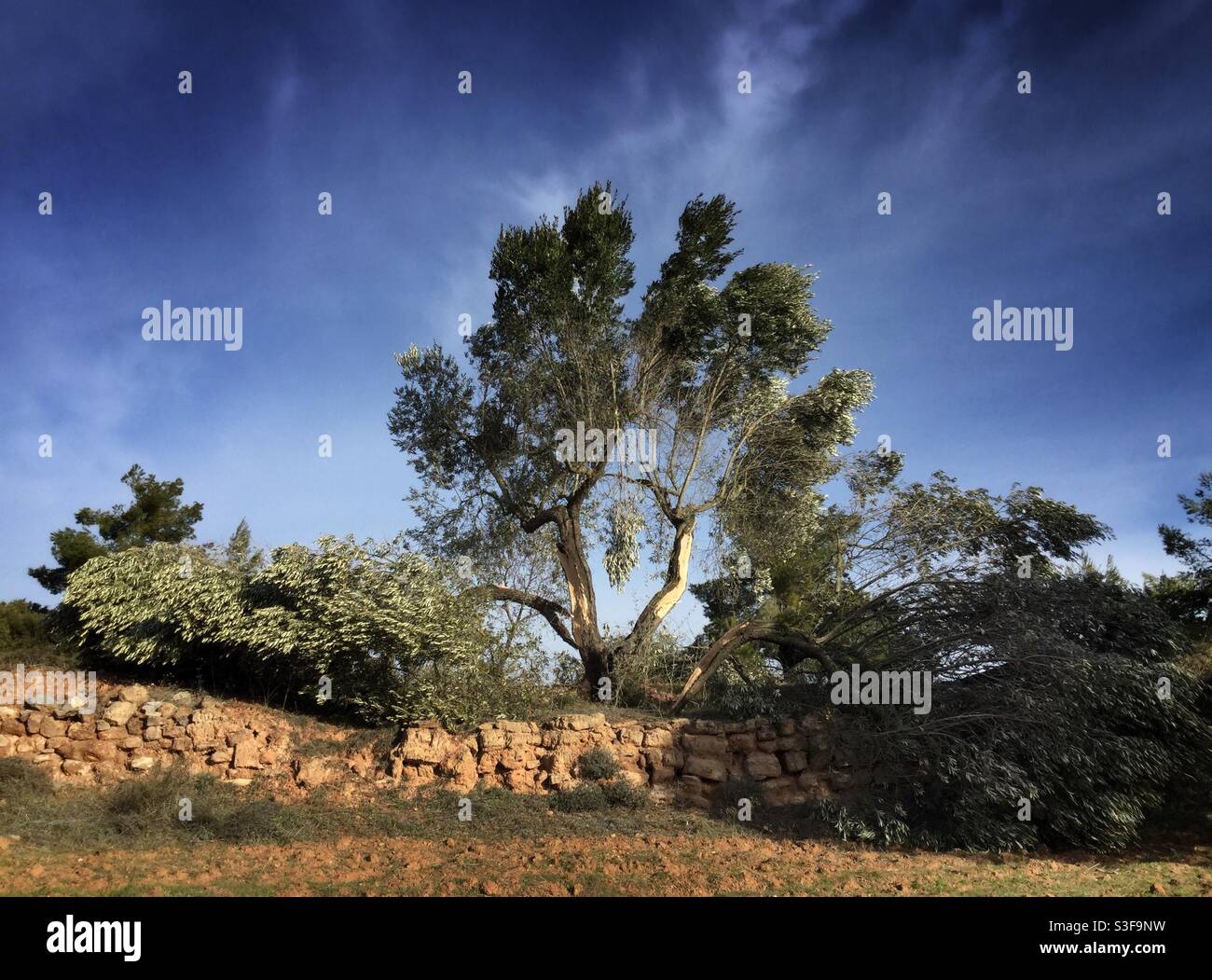 Sturm beschädigt Olivenbaum, Katalonien, Spanien. Stockfoto