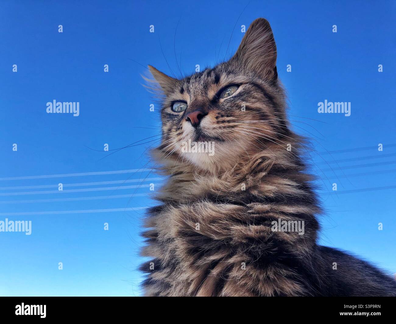 Porträt einer russischen Waldkatze, auch bekannt als Russisch Tabby-Katze - Smartphone-aufgenommenes Stockfoto