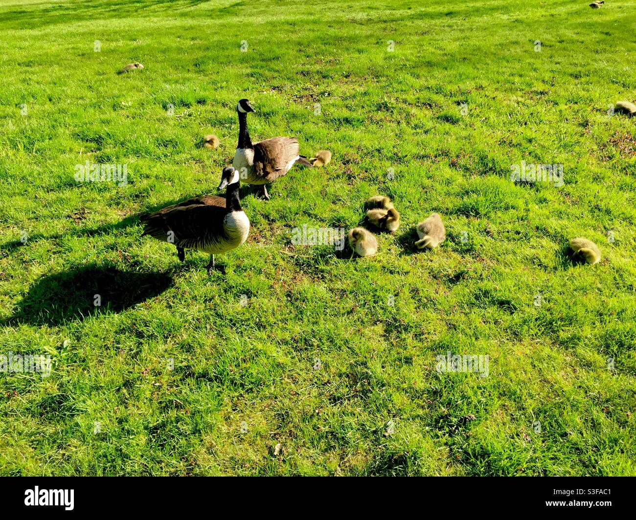 Kanadagänse und die neuesten Gänse. Die beiden Erwachsenen, vermutlich Mutter und Vater, haben in einem großen Park ein wachsames Auge auf die Kleinen. Konzepte: Kreislauf der Natur, Next, Nurture, Outdoor - Smartphone-aufgenommenes Stockfoto