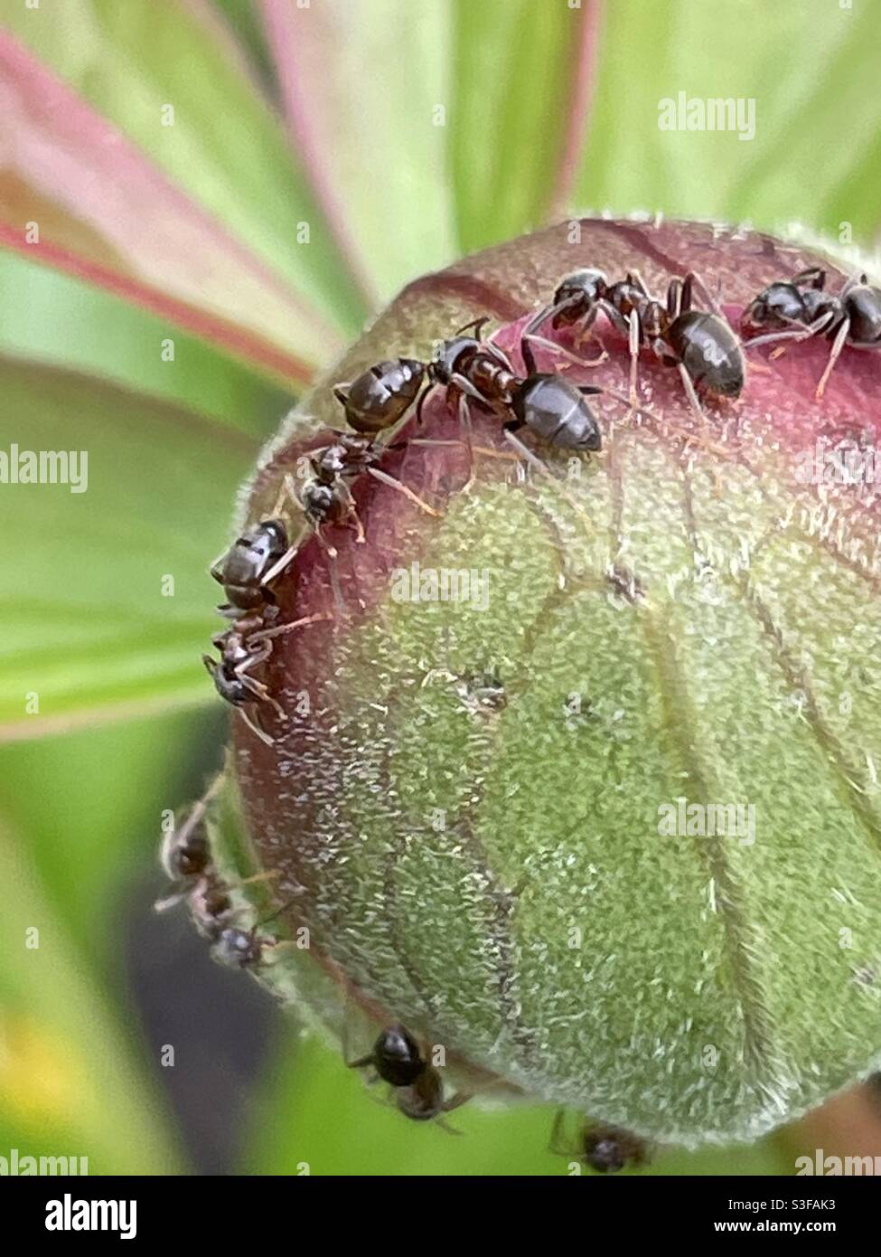 Ameisen auf Pfingstrose Stockfoto