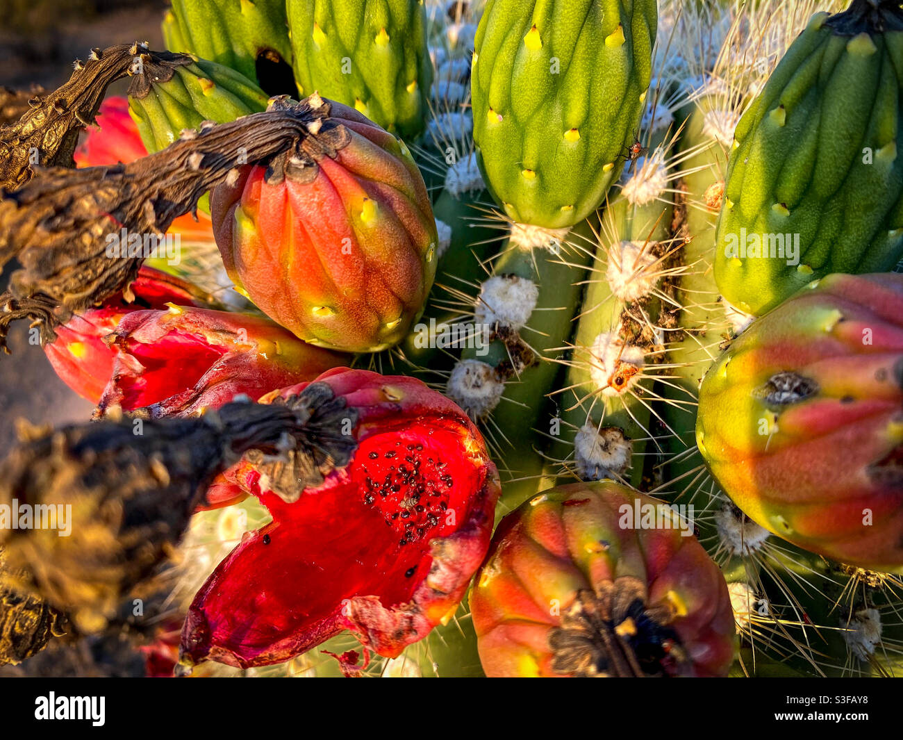 Reife und reifende saguaro Kaktusfrucht. Stockfoto
