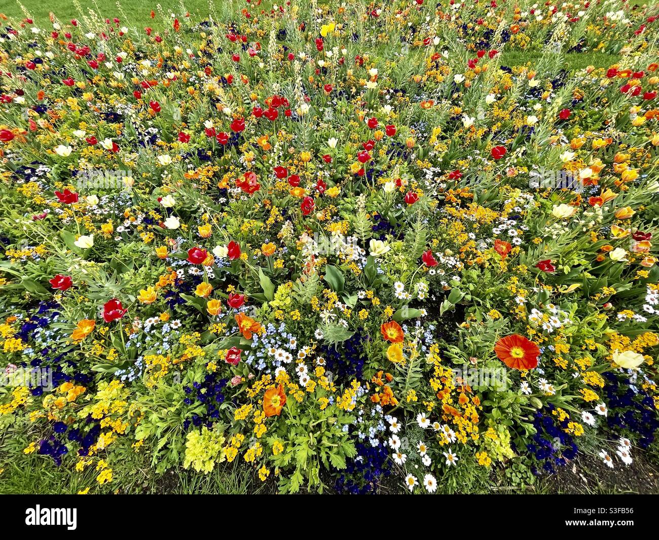 Blumenwiese Stockfoto