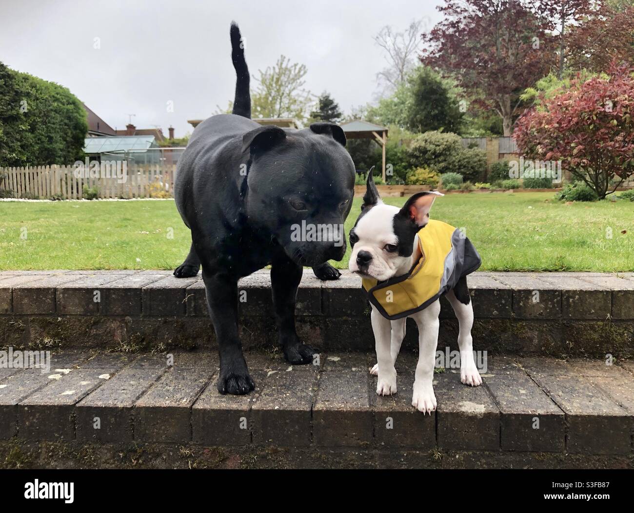 Der große Staffordshire Bull Terrier und der Welpe Boston Terrier, der einen gelben Mantel trägt. Im Regen auf einer Treppe im Garten stehen - Smartphone-aufgenommenes Stockfoto