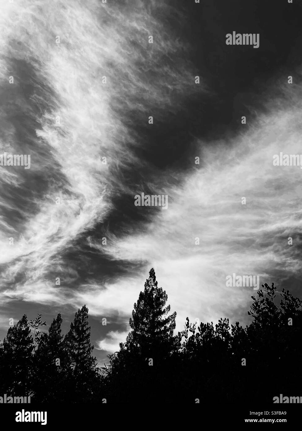 Cirrus Wolken über Redwoods, in schwarz und weiß Stockfoto