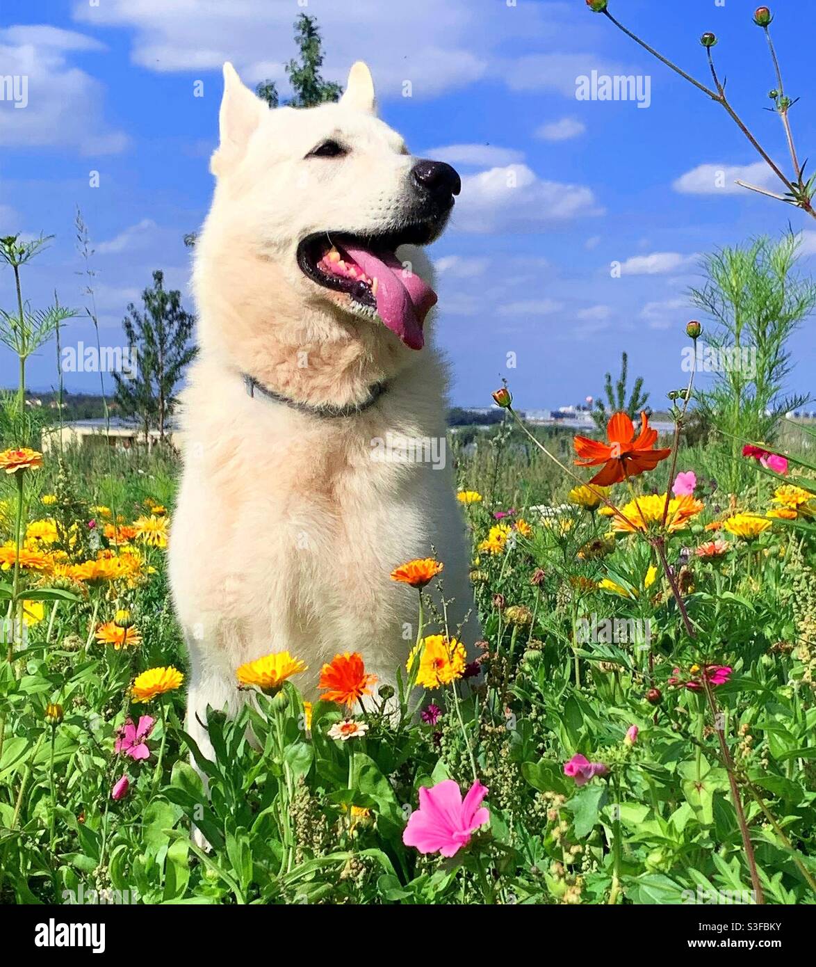 Der Hund Nummer Eins Weiss Shepard Im Fruhling Bluht Glucklicher Hund Am Glucklichen Tag Stockfotografie Alamy