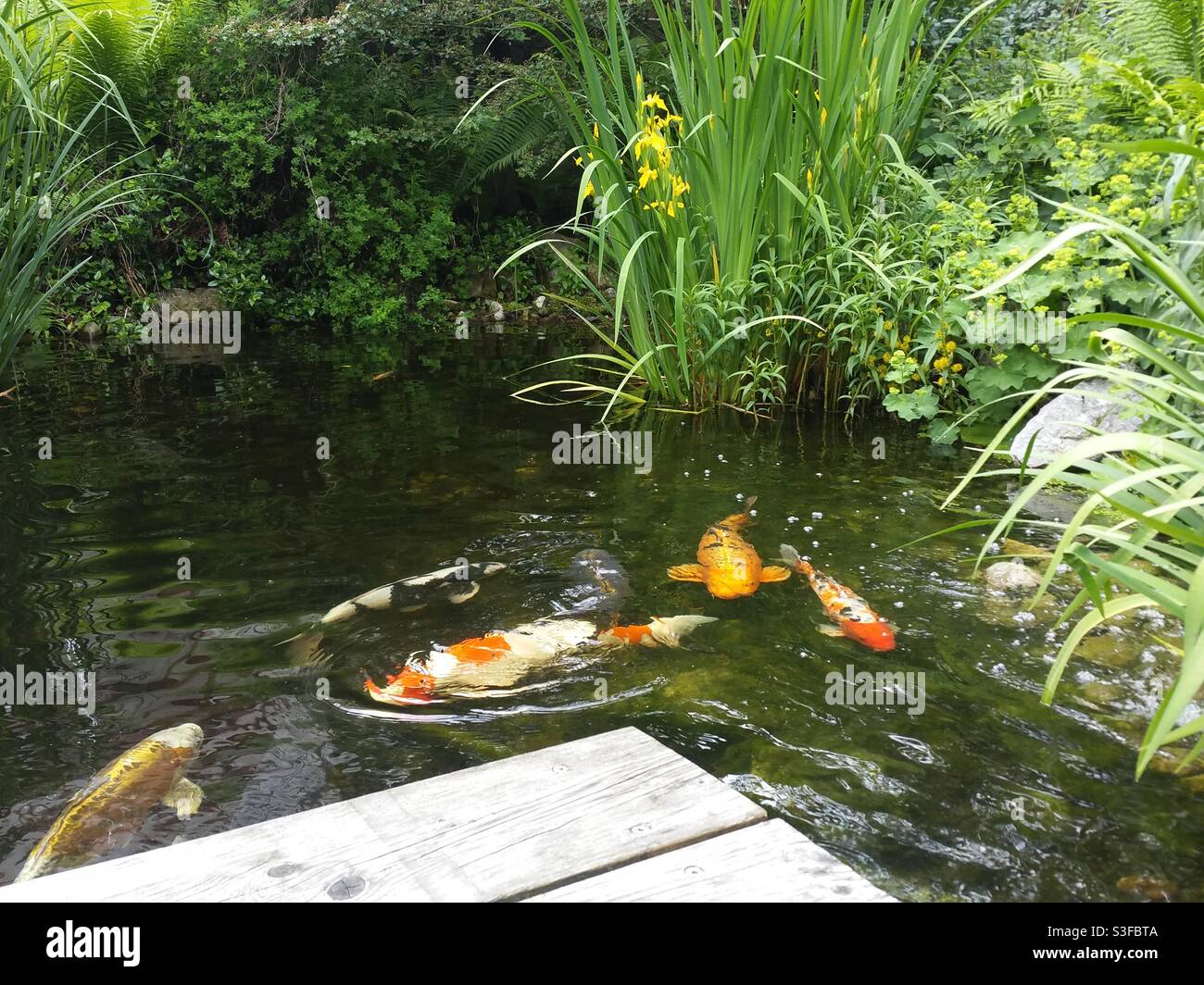 Koi swimming in fish pond Fotos und Bildmaterial in hoher Auflösung