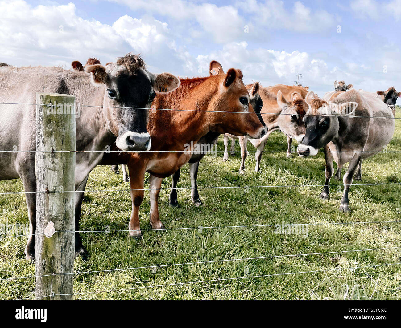 Jersey Milchkühe auf einem Bauernhof in Neuseeland. Stockfoto