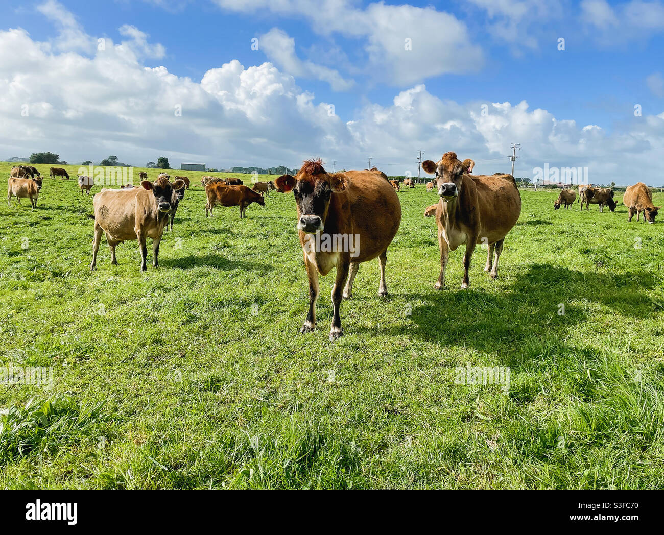 Jersey Milchvieh auf einer Farm in Neuseeland Stockfoto