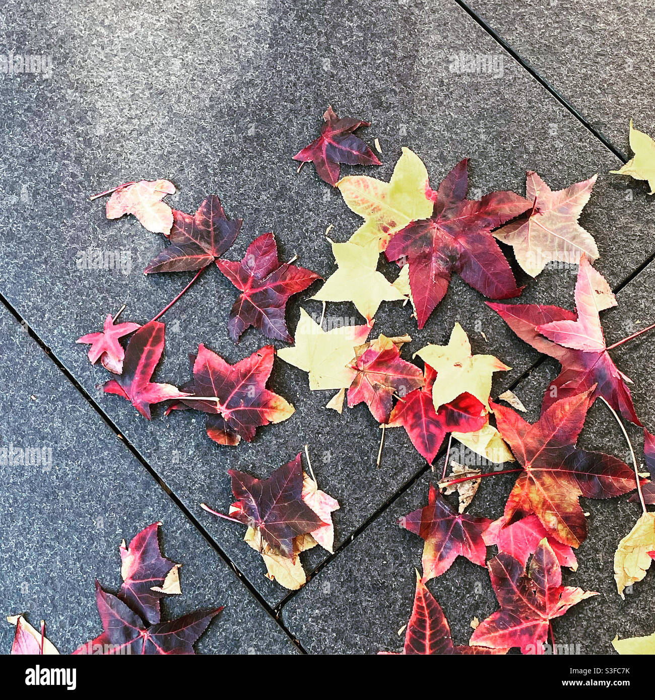 Herbstlaub auf dem Bürgersteig Stockfoto