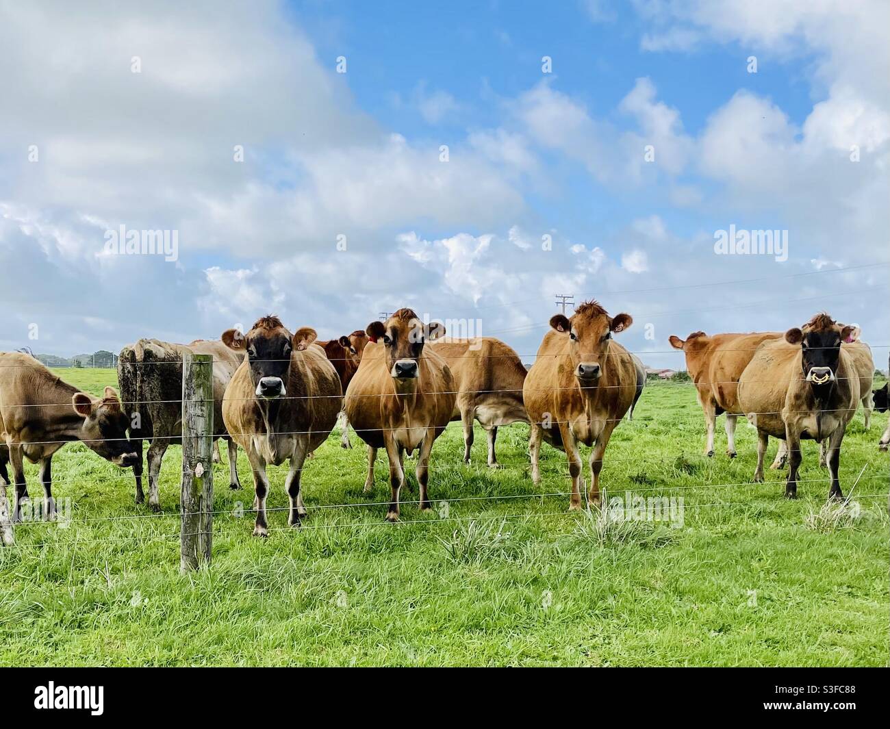 Jersey Färsen auf einem neuseeländischen Milchviehbetrieb Stockfoto