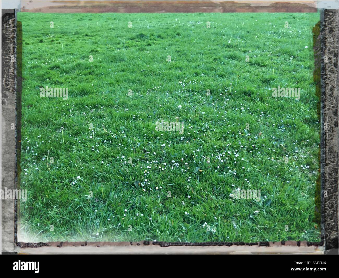 Grünes Gras mit silbernem Fotorahmen Umriss-Effekt Stockfoto
