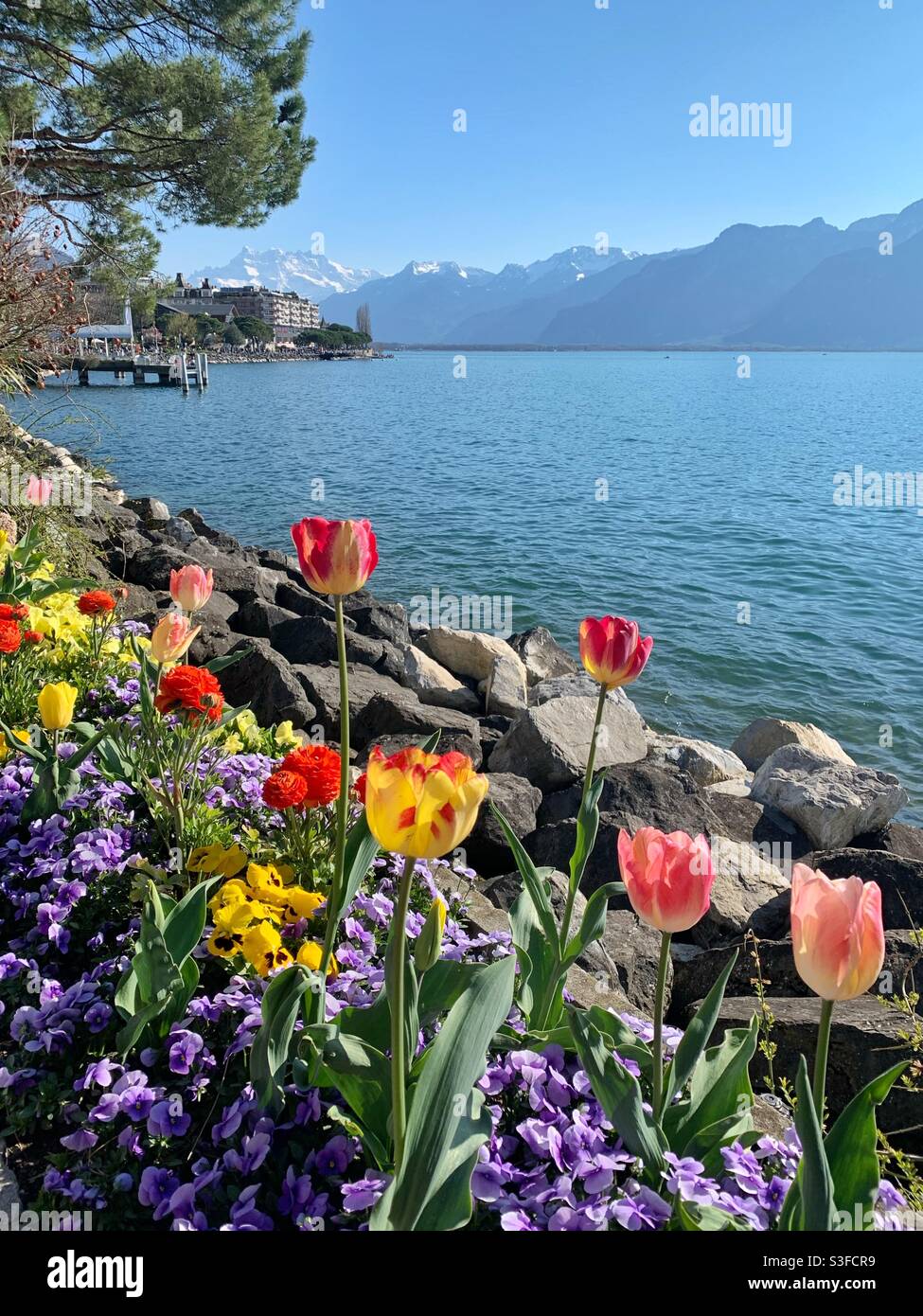 Frühlingsblumen am See in Montreux, Schweiz Stockfoto