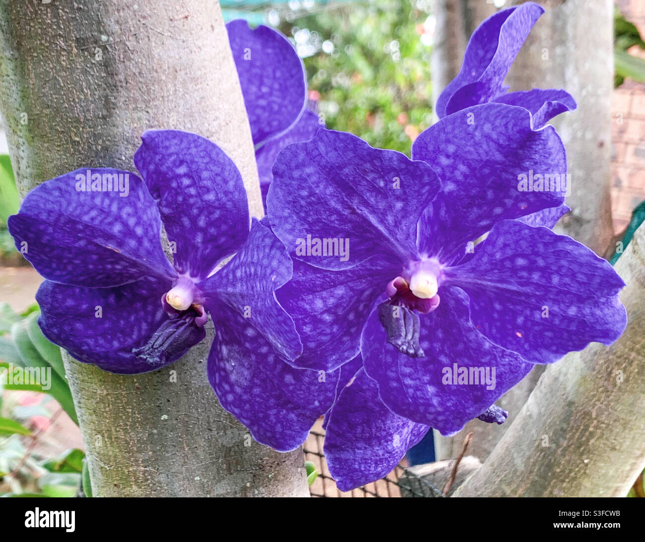 Atemberaubend schöne Blue Vanda Orchids blüht in voller Blüte, Herbst, Australien. Pachara Delight Blue - Smartphone-aufgenommenes Stockfoto