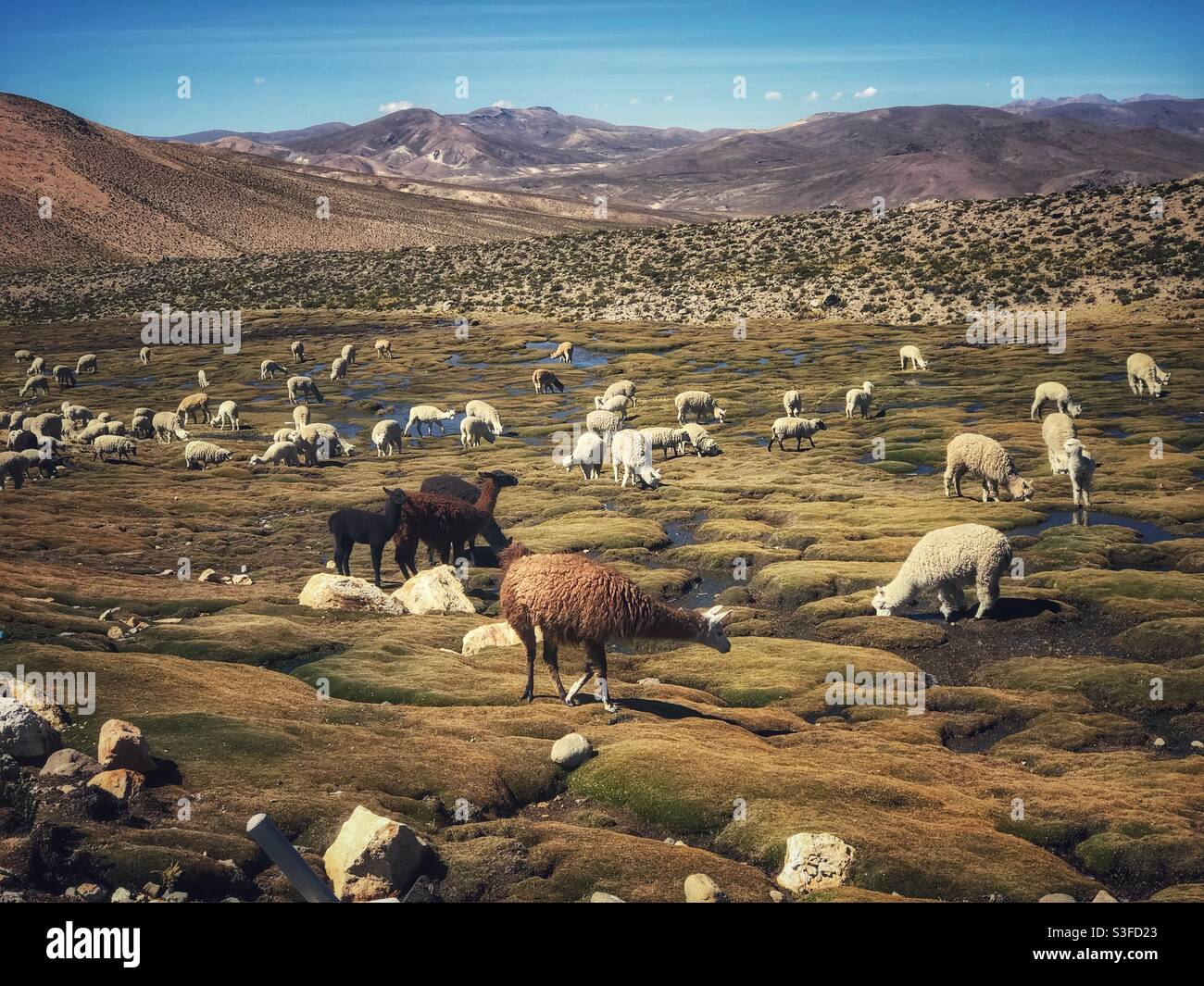 Lamas, Alpakas und Schafe in der Nähe von Arequipa, Peru - Smartphone-aufgenommenes Stockfoto