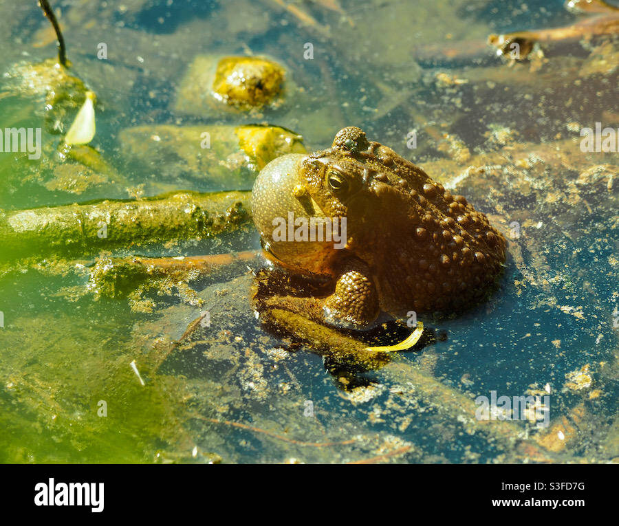 Eine amerikanische Kröte, die seinen Paarungsruf in einem Teich ausführt. Stockfoto
