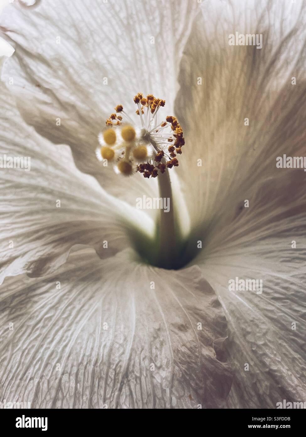 Hibiskus Stockfoto