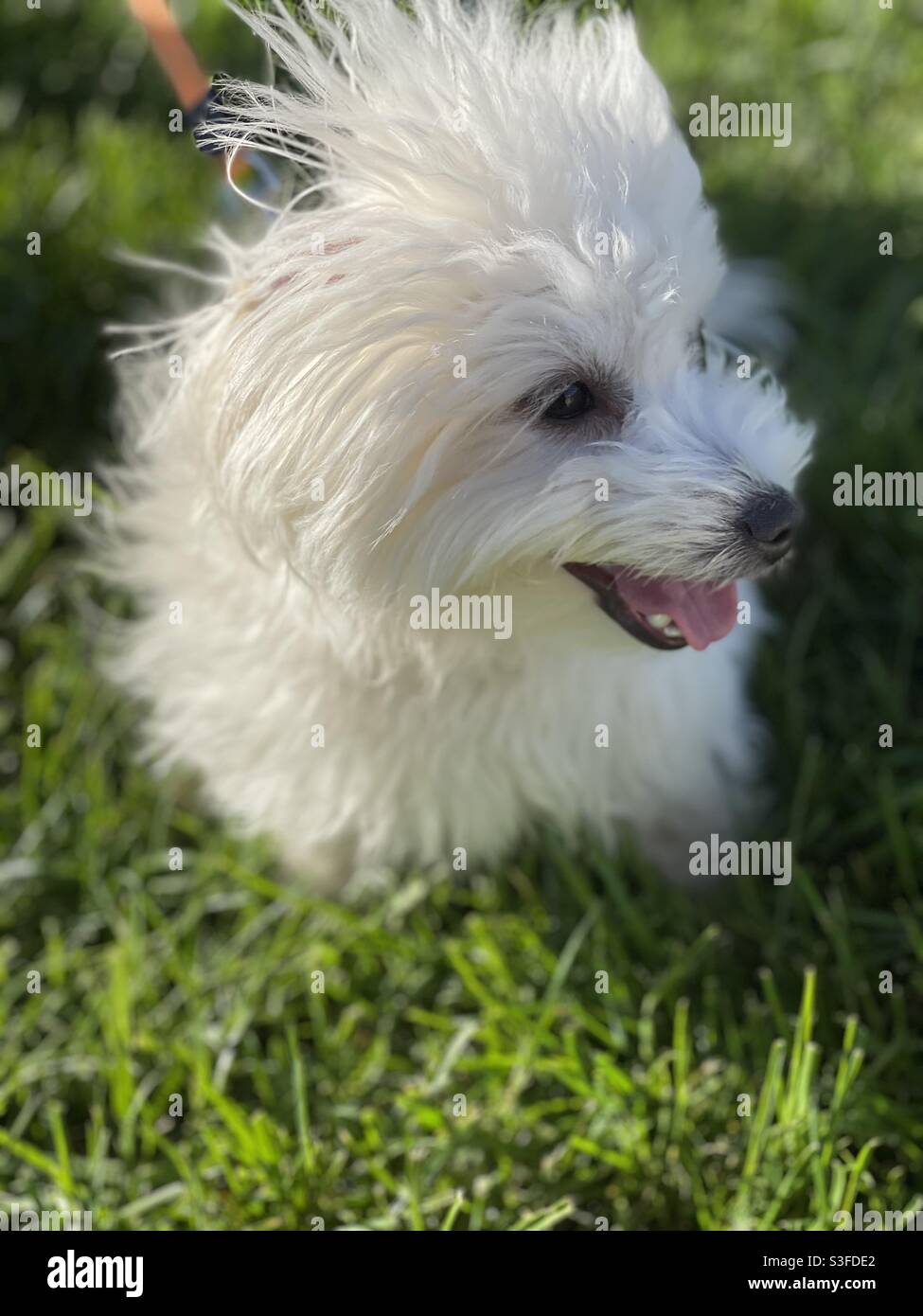 Weißer flauschiger Hund - Smartphone-aufgenommenes Stockfoto