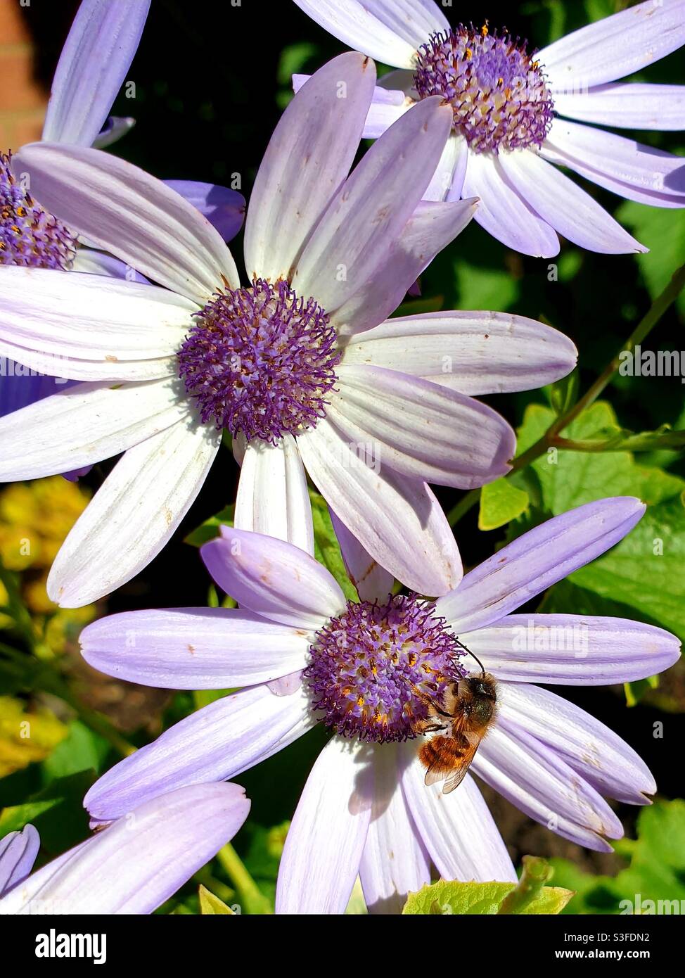 Rote Mason Bee auf einer Gartenblume Stockfoto
