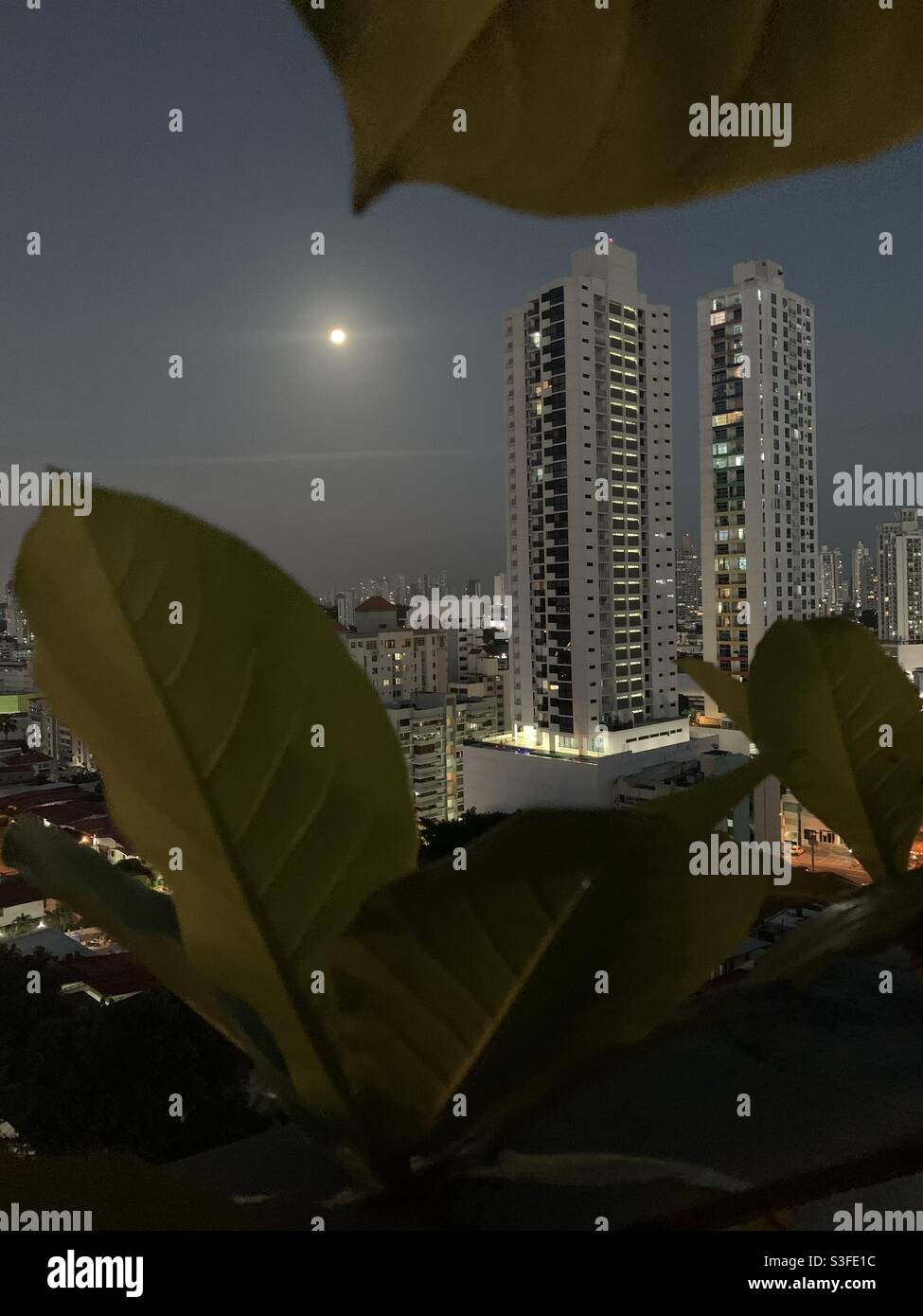 Vollmond über Panama City durch die Blätter eines indischen Mandelbaums. Stockfoto