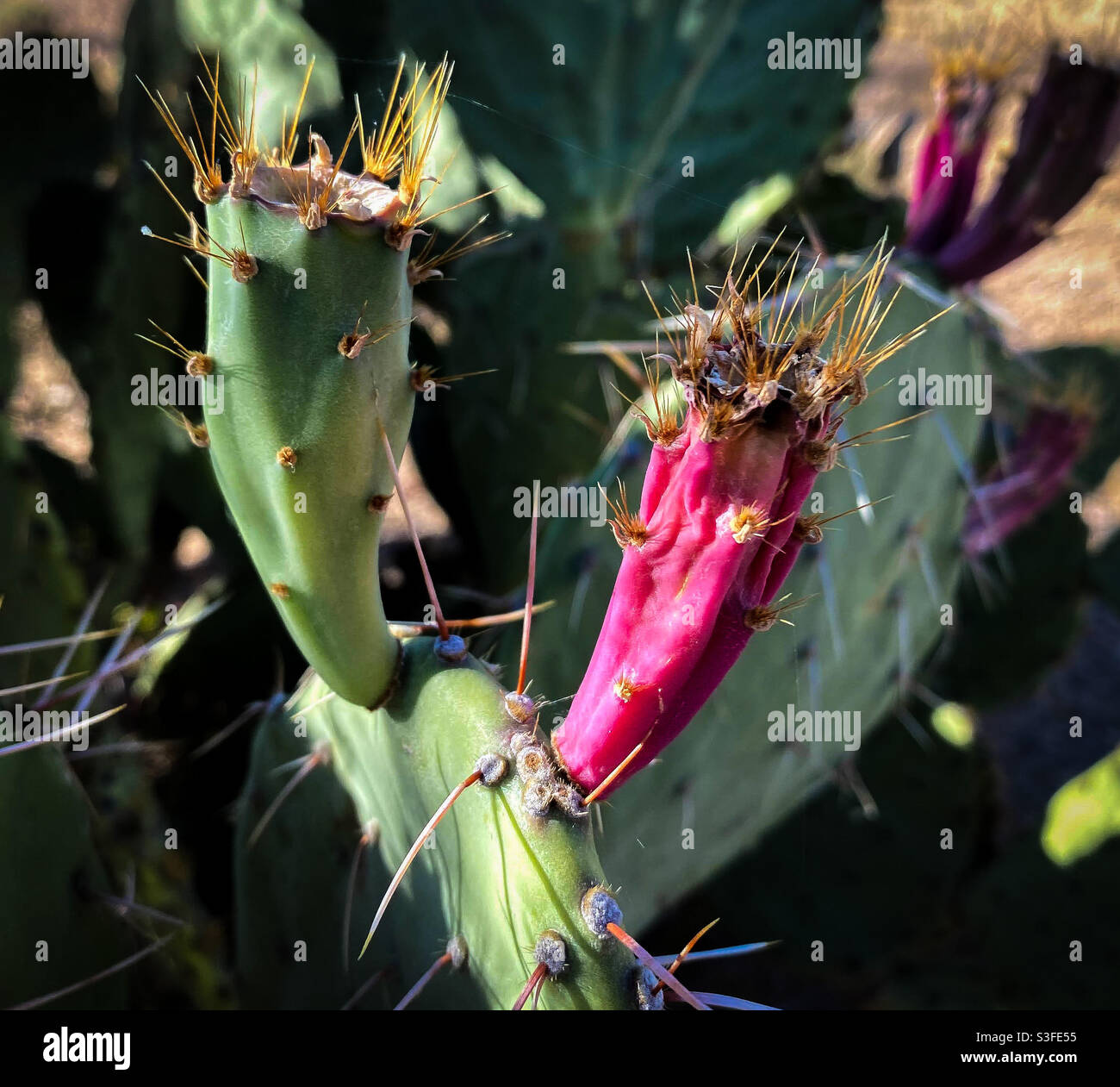 Nahaufnahme von einigen Kaktusfrüchten aus der Kaktusfeige. Stockfoto
