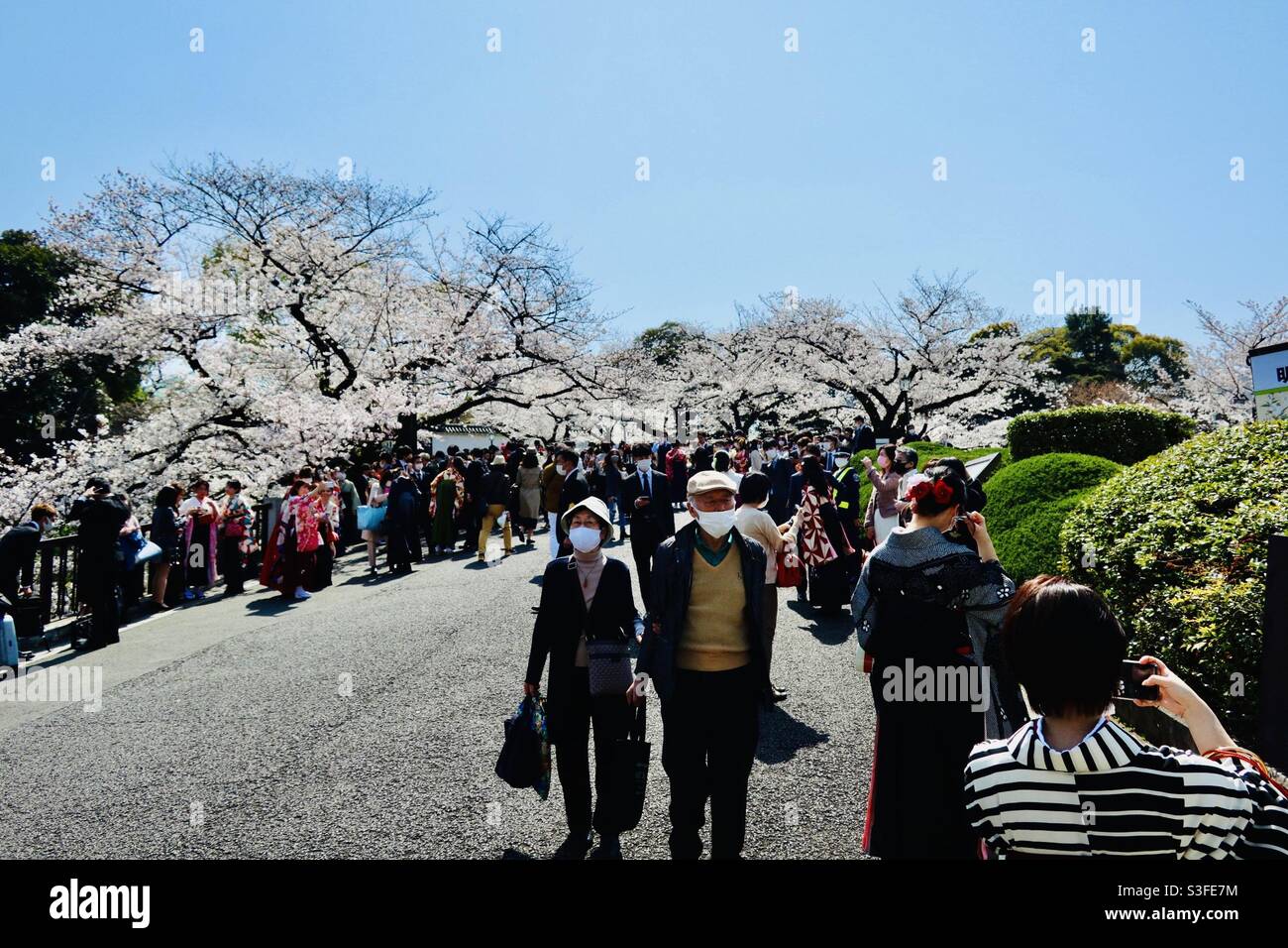 Eine riesige Menschenmenge zwischen Nippon Budokan und Yasukuni-Schrein am 26. März 2021, wegen des Kirschblütenfestes. Am Tag findet in Nippon Budokan eine Abschlussfeier der Universität statt. Stockfoto