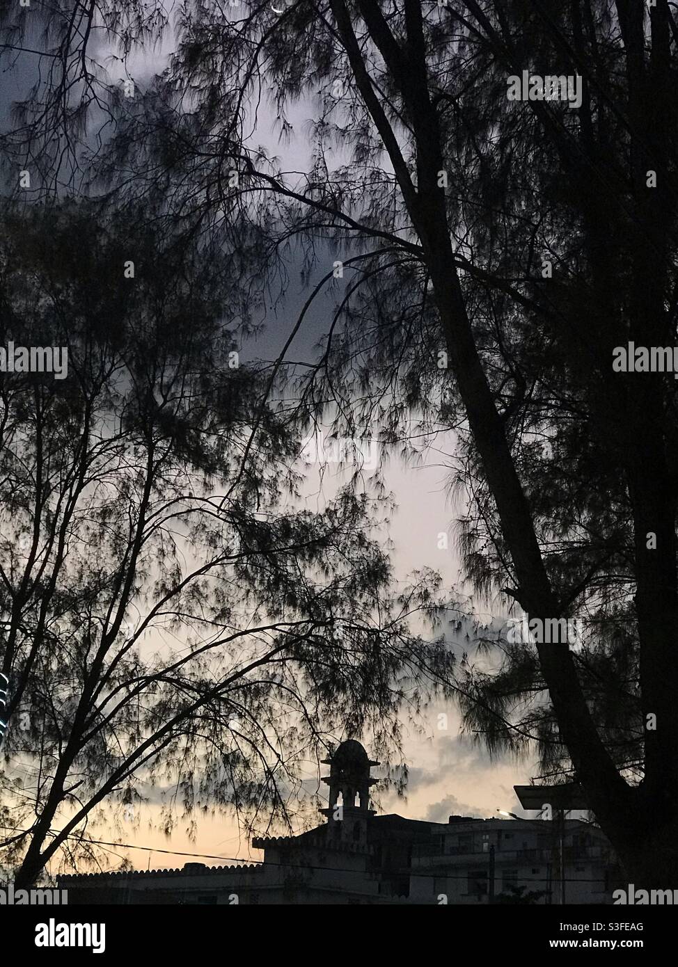 Sonnenuntergang Silhouette mit massiven Bäumen - Smartphone-aufgenommenes Stockfoto