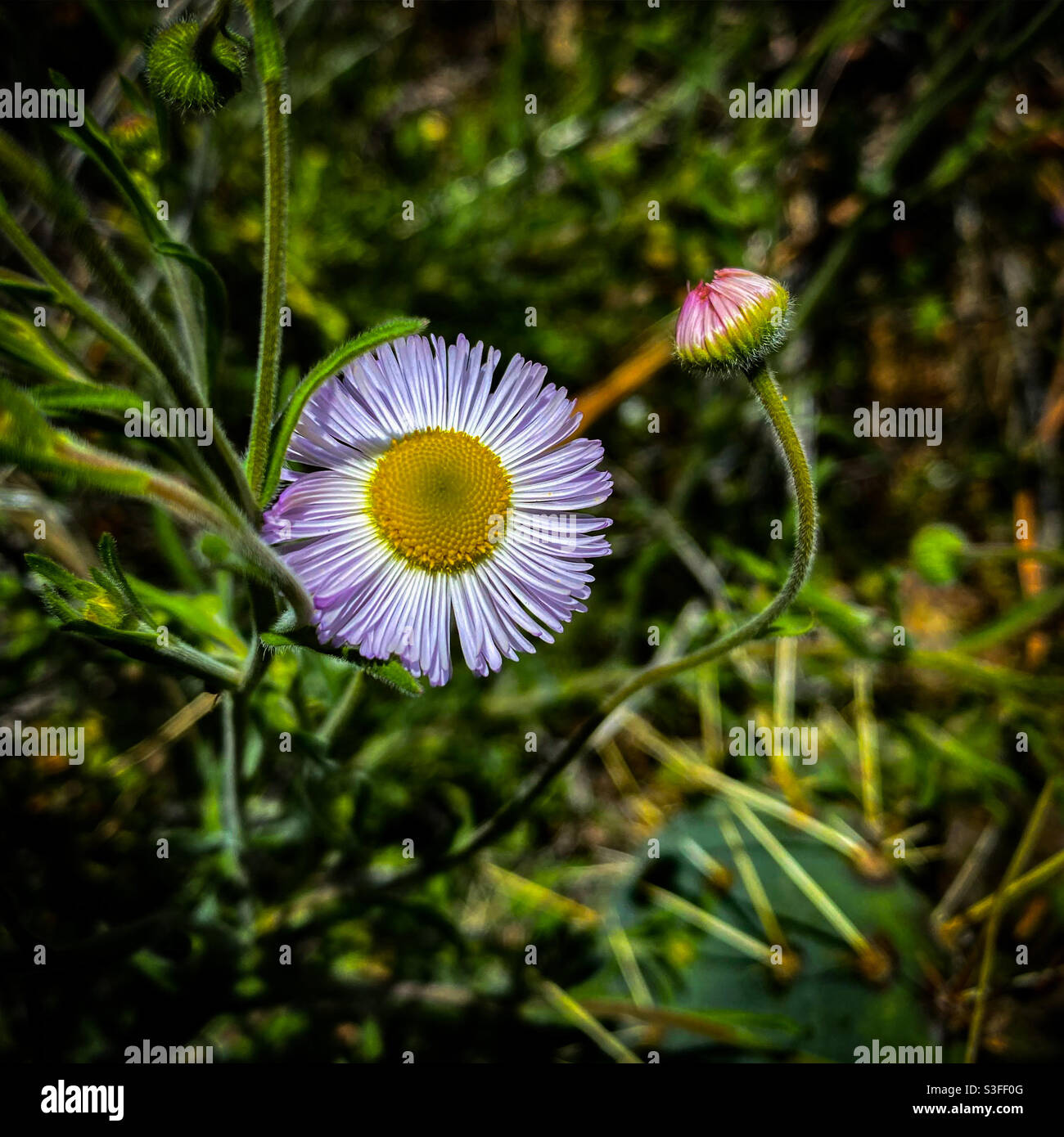 Nahaufnahme eines einzelnen sich verteilenden Fleabans und einer Knospe. Stockfoto