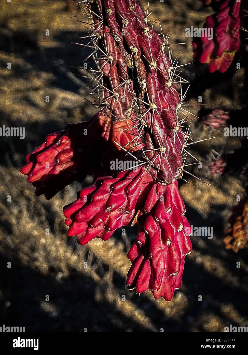Nahaufnahme von einigen Cane Cholla Kaktusfrüchten. Stockfoto