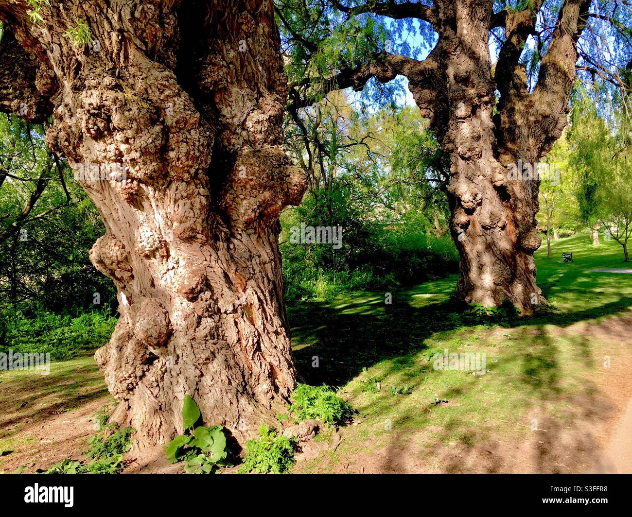 Zwei Weidenbäume, mehr als hundert Jahre alt, in einem Park, Ontario, Kanada Stockfoto