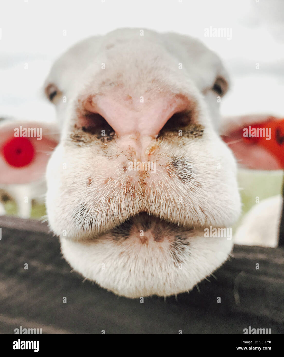 Eine neugierige Schafe Stockfoto