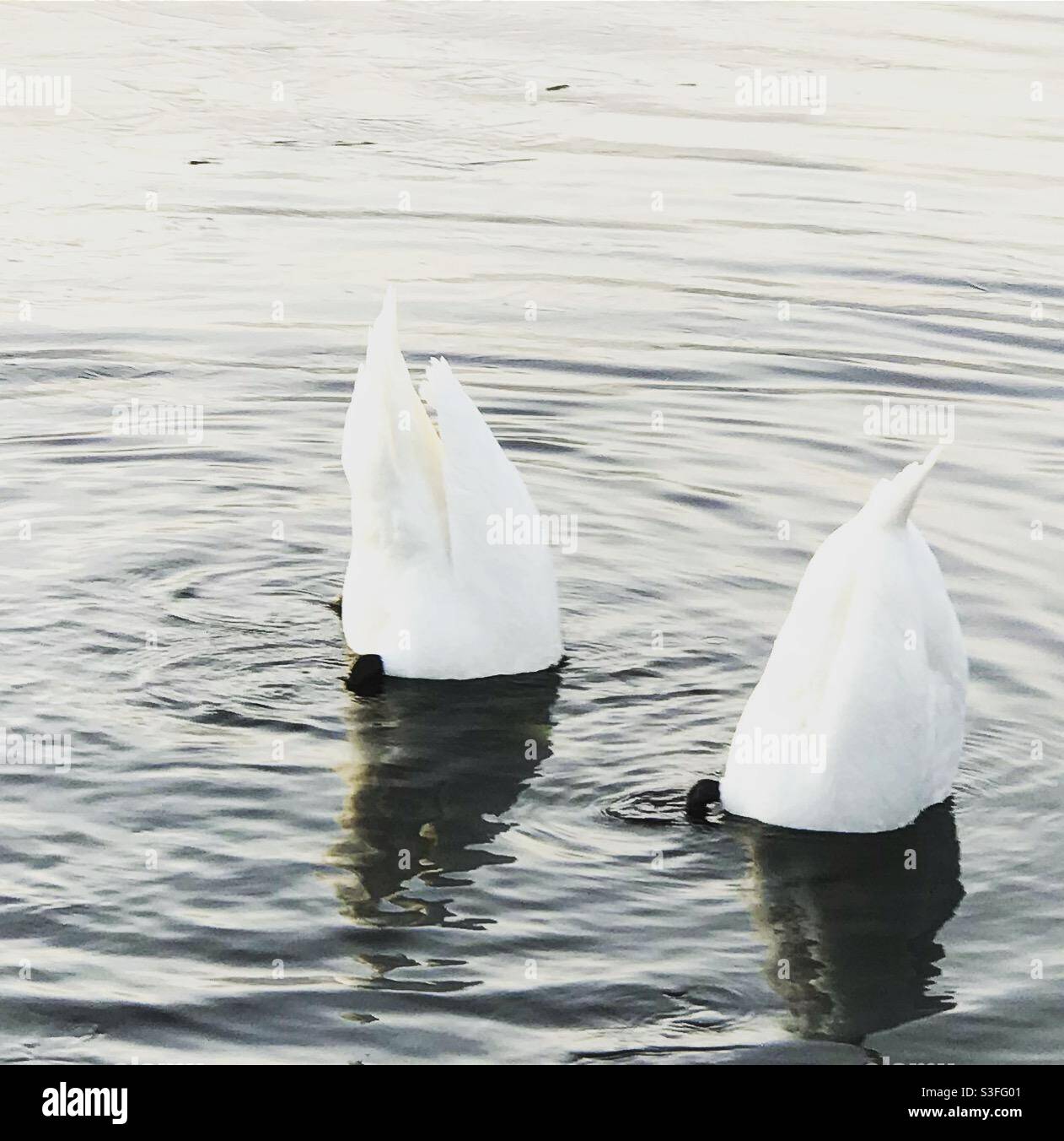 Schwäne, die in einem schwedischen See nach Essen tauchen Stockfoto
