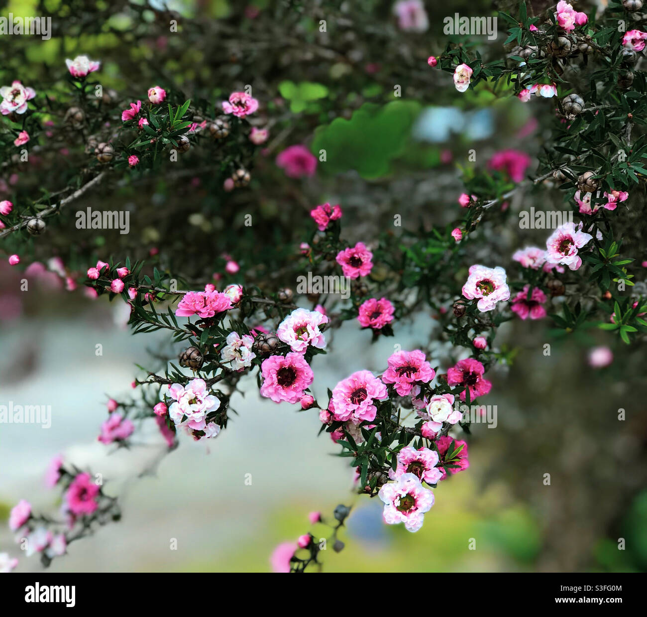 Neuseeländische Manuka (Teebaum) in Blüte Stockfoto