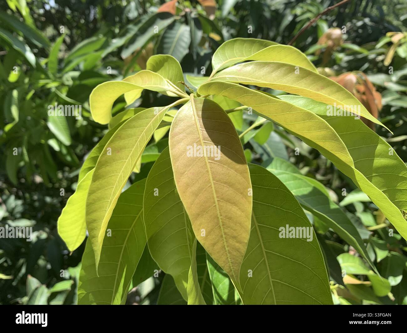 Ein paar Blätter von einem indischen Mangobaum: Mangifera Indica. Stockfoto