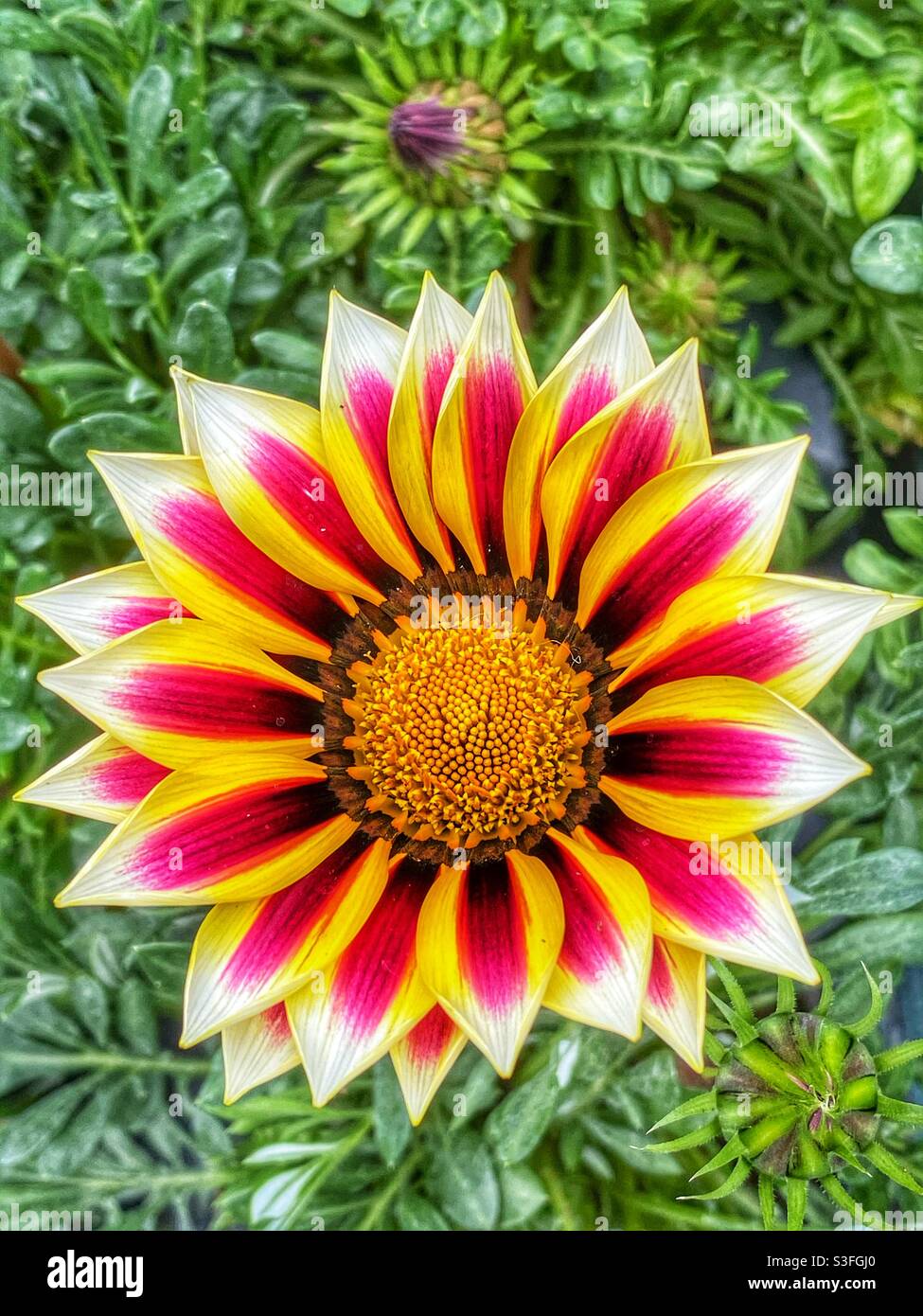 Gazanien Blume Stockfoto