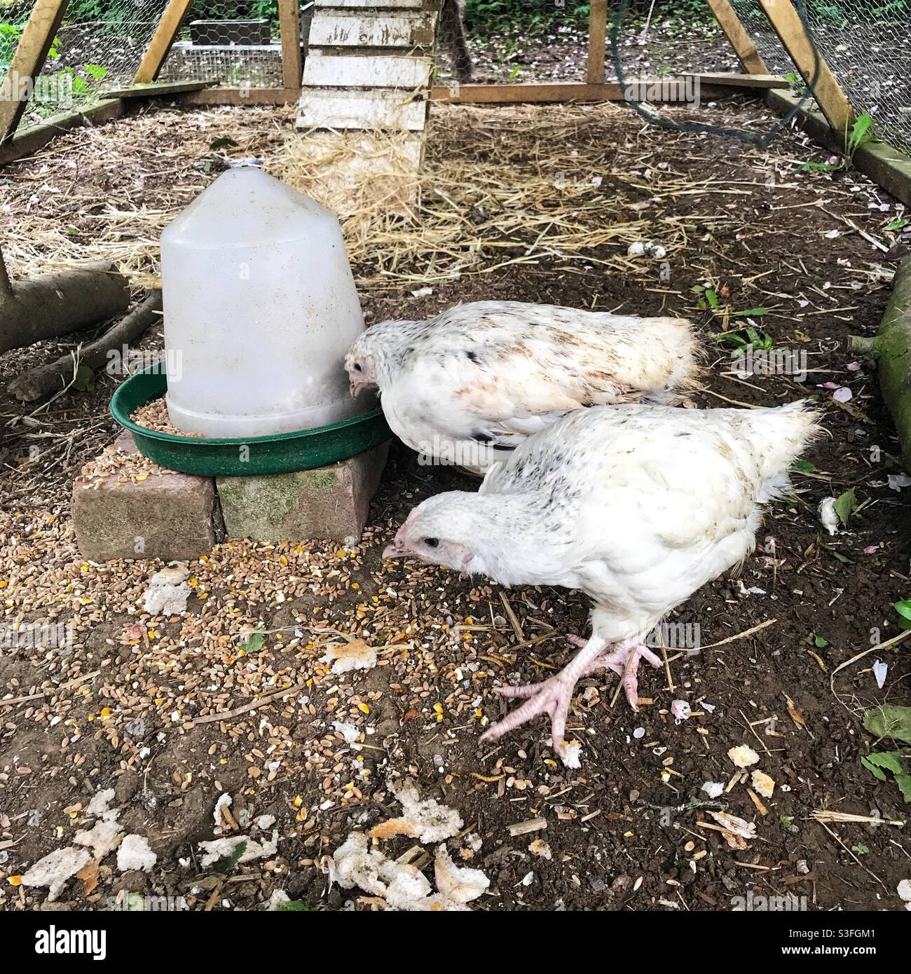 Junge leichte Sussex-Hühner, Medstead, Alton, Hampshire, England, Vereinigtes Königreich. - Smartphone-aufgenommenes Stockfoto