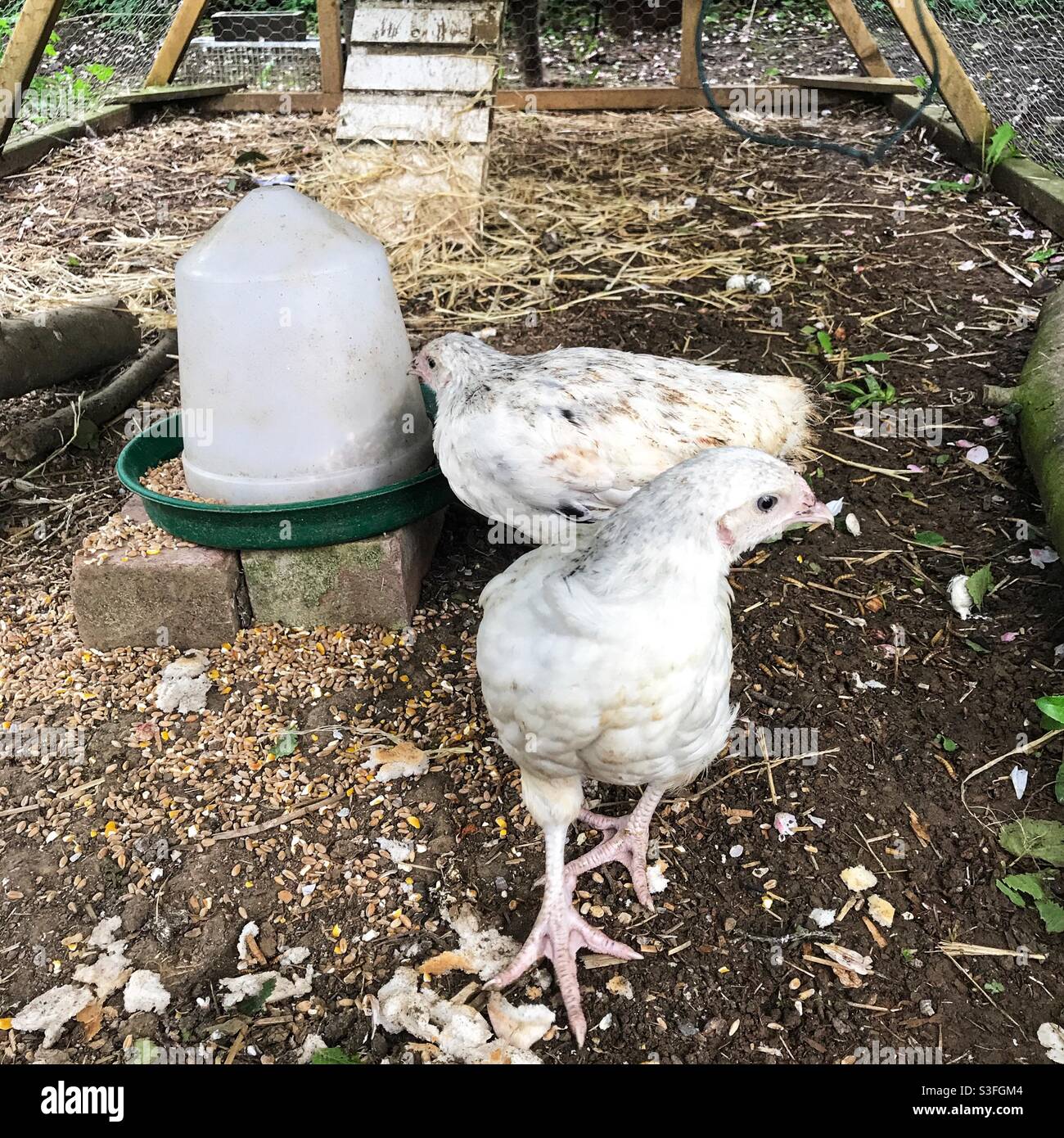 Light Sussex Chickens, Medstead, Hampshire, England, Vereinigtes Königreich. Stockfoto