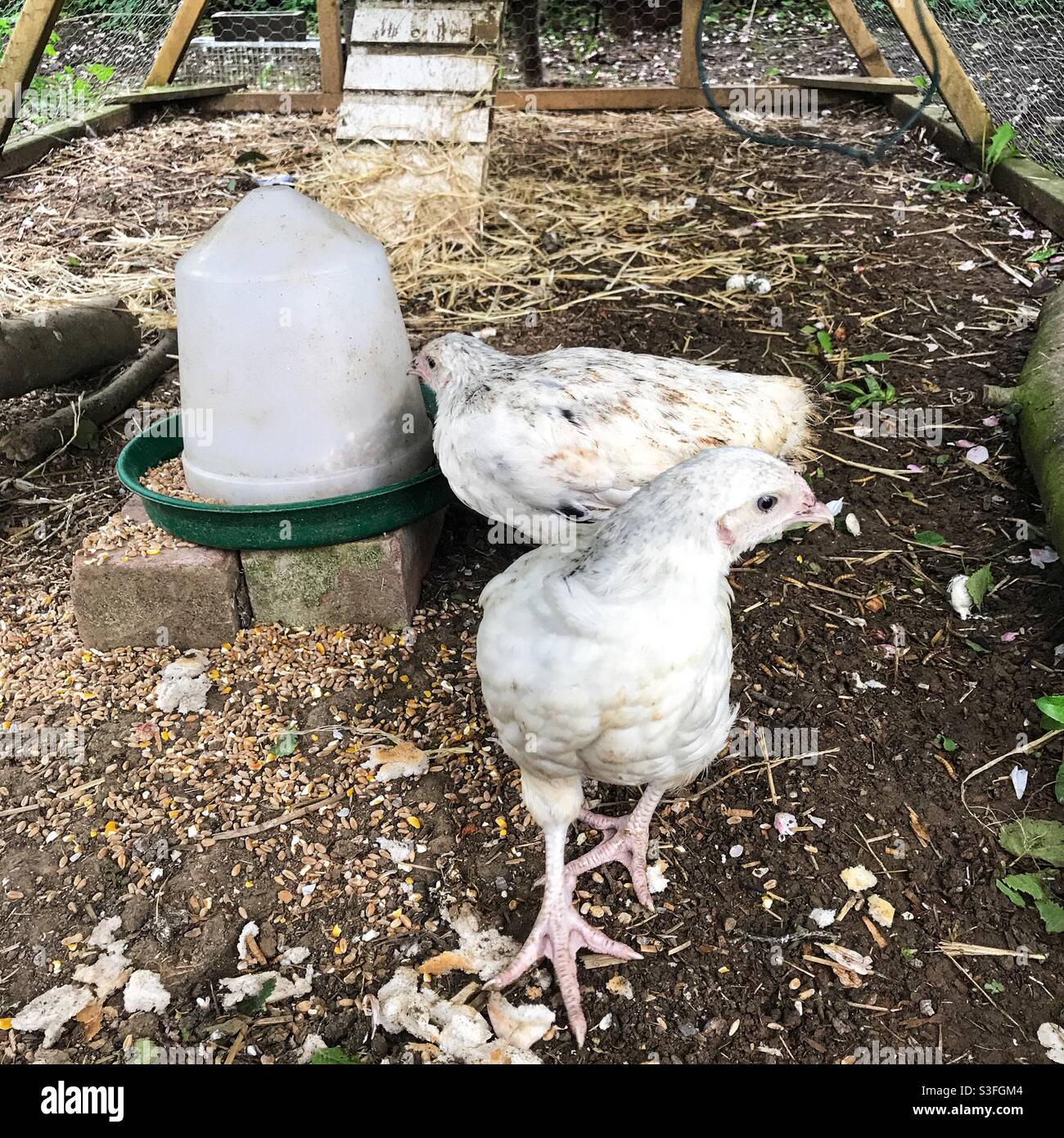 Light Sussex Chickens, Medstead, Hampshire, England, Vereinigtes Königreich. - Smartphone-aufgenommenes Stockfoto