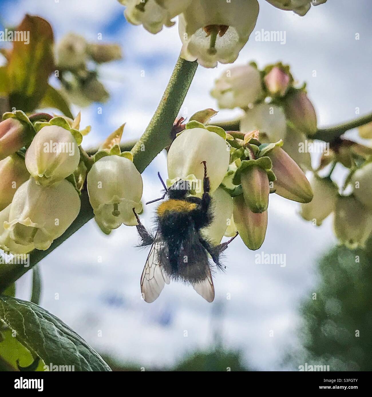 Eine Biene bestäubt einen blühenden Heidelbeerbusch Stockfoto
