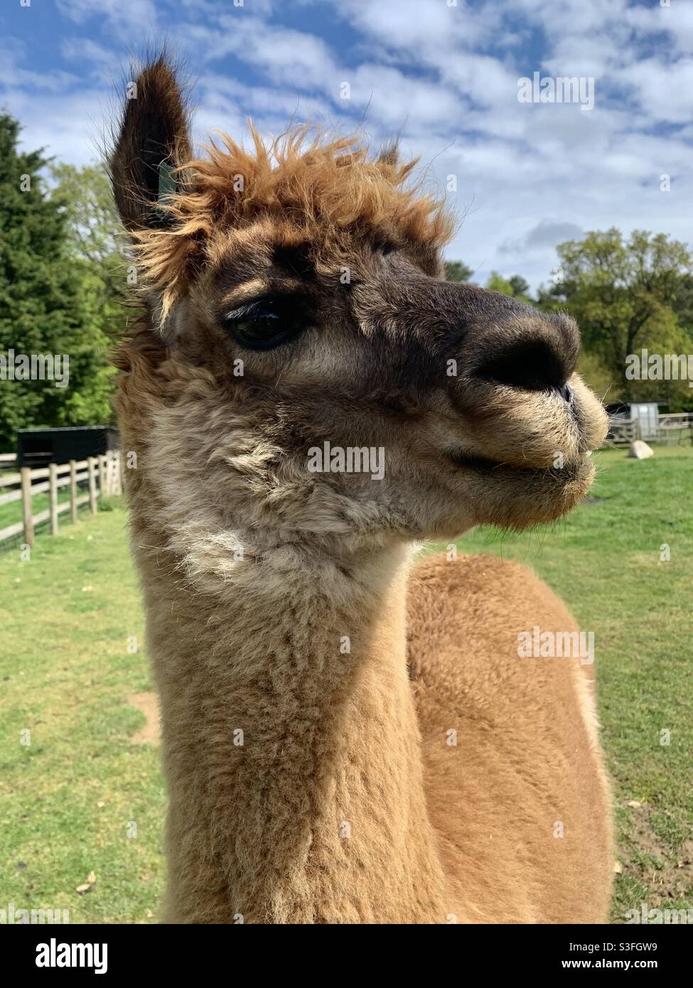 Braun Lama in einem Feld in London - Smartphone-aufgenommenes Stockfoto